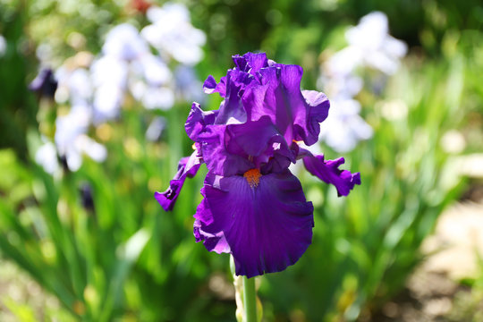 Colorful purple iris bud on blurred nature background