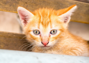 Cute golden brown kitten in backyard