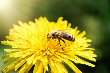 Bee on a dandelion