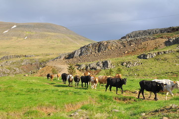 Icelandic cows and calves in landscape