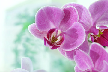 Pink orchid, closeup