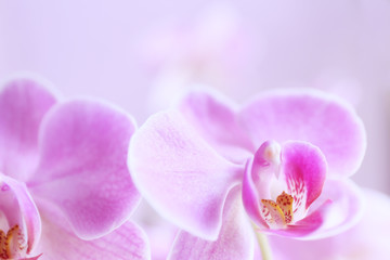 Beautiful orchid on light background