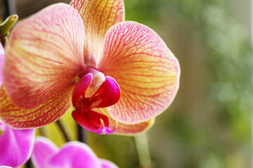 Yellow orchid on green background