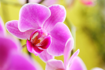 Fototapeta na wymiar Pink orchid on green background