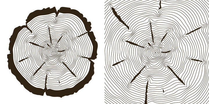 Tree growth rings, saw trunk cuts . Wooden tree rings or incision trunk of tree. Vector illustration