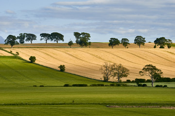 Fototapeta na wymiar The young shoots of grain on the background of the blue sky, Scotland, Livingstone