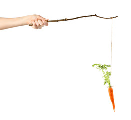 Motivation concept of hanging carrot on stick, isolated on white