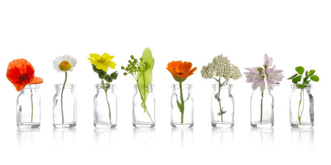 Different healing flowers in small glass bottles on white background