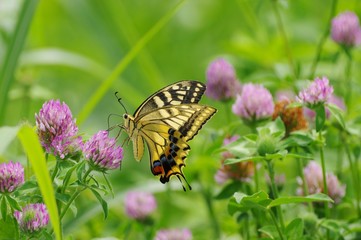 swallowtail butterfly　クローバー畑とアゲハチョウ
