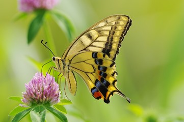 Obrazy na Szkle  Swallowtail motyl na kwiat koniczyny Swallowtail motyl ssący nektar