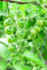 Fototapeta na wymiar Branch of green unripe cherry tomatoes. Organic cherry tomatoes cultivation in a garden. Vegetable gardening. Closeup