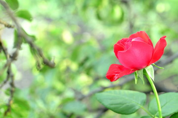 Obraz premium Beautiful red rose growing outdoors in the garden. Green grass and tree branches blurred background