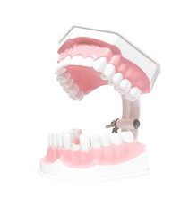 Dental Model of Teeth Isolated on white background clipping path