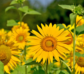 Sunflowers: color of summer :) 