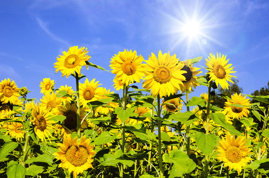 Fototapeta Sunflowers: color of summer :) 