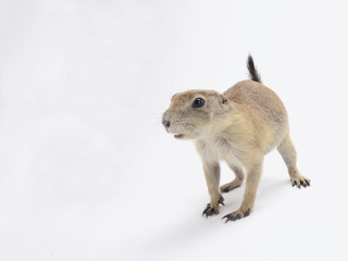 Black-tailed prairie dog (Cynomys ludovicianus)