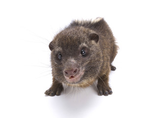 Obraz premium Western tree hyrax (Dendrohyrax dorsalis)