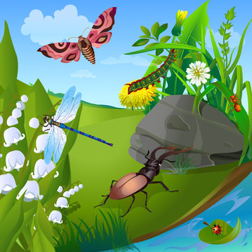 vector summer illustration  insect 2