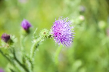 Колючки  в поле на размытом фоне