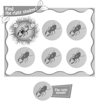 find right shadow beetle bv