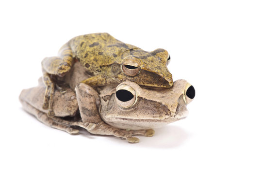 Golden gliding frog (Polypedates leucomystax )