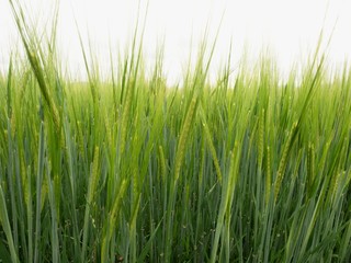 Fototapeta na wymiar Young green barley corns growing in field,