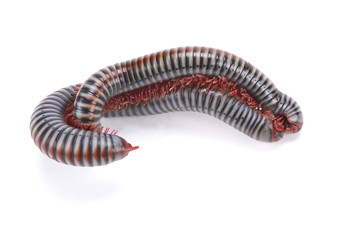 Rainbow millipede (Tonkinbolus dollfusi) mating