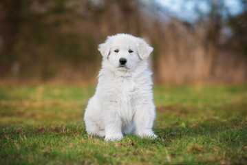 White swiss shepherd puppy sitting in the yard
