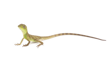 Chinese water dragon (Physignathus cocincinus)