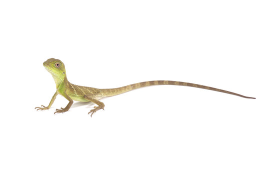 Chinese water dragon (Physignathus cocincinus)