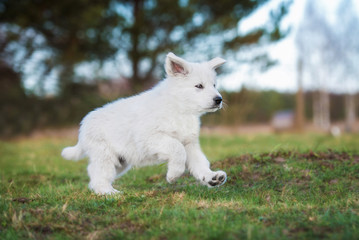 White swiss shepherd puppy running on the lawn