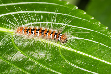 This is a photo of a caterpillar, was taken in XiaMen botanical garden, China.