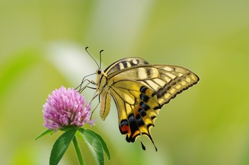 swallowtail butterfly on the flower　クローバーの花とアゲハチョウ