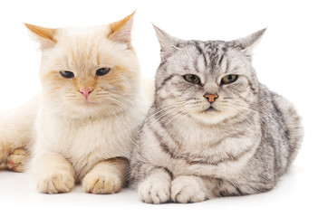 Obraz premium Gray and white cat.