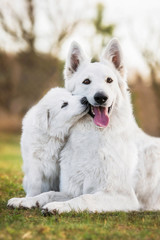 White swiss shepherd dog with a puppy