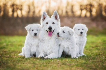 White swiss shepherd dog with its puppies - obrazy, fototapety, plakaty