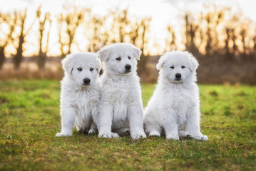 Three white swiss shepherd puppies © Rita Kochmarjova