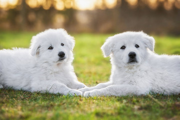 Two white swiss shepherd puppies in the yard