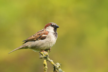 Vögel 38