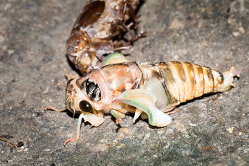 This is a photo of a cicada and cicada slough, was taken in XiaMen botanical garden, China.