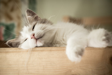 Fototapeta Portrait of sweet sleep white cat obraz