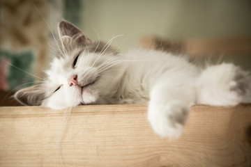 Portrait of sweet sleep white cat - obrazy, fototapety, plakaty