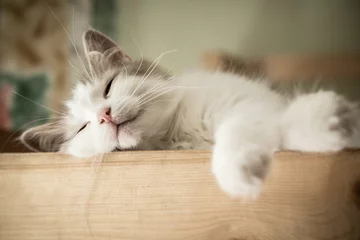 Foto auf Acrylglas Katze Porträt der weißen Katze des süßen Schlafes