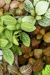 Mix of fittonia plants