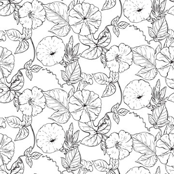 Vector seamless pattern with hand drawn bindweed flowers. © natality