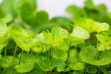 Gotu kola, Asiatic pennywort, Indian pennywort