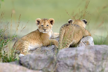 African lion cub