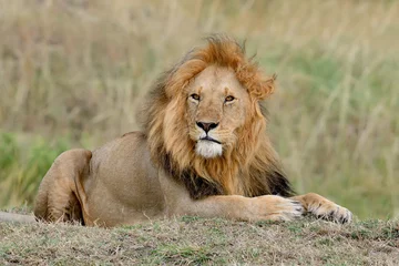 Crédence de cuisine en verre imprimé Lion Lion d& 39 Afrique dans le parc Afrique du Sud