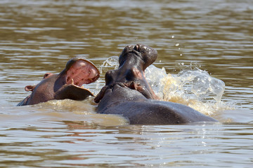 Fototapeta premium Hippo on lake in Africa
