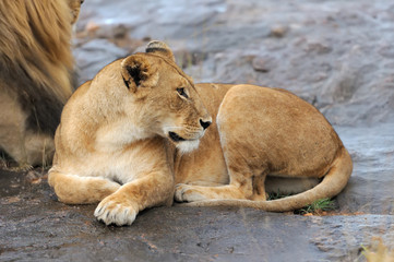 African lion in the National park